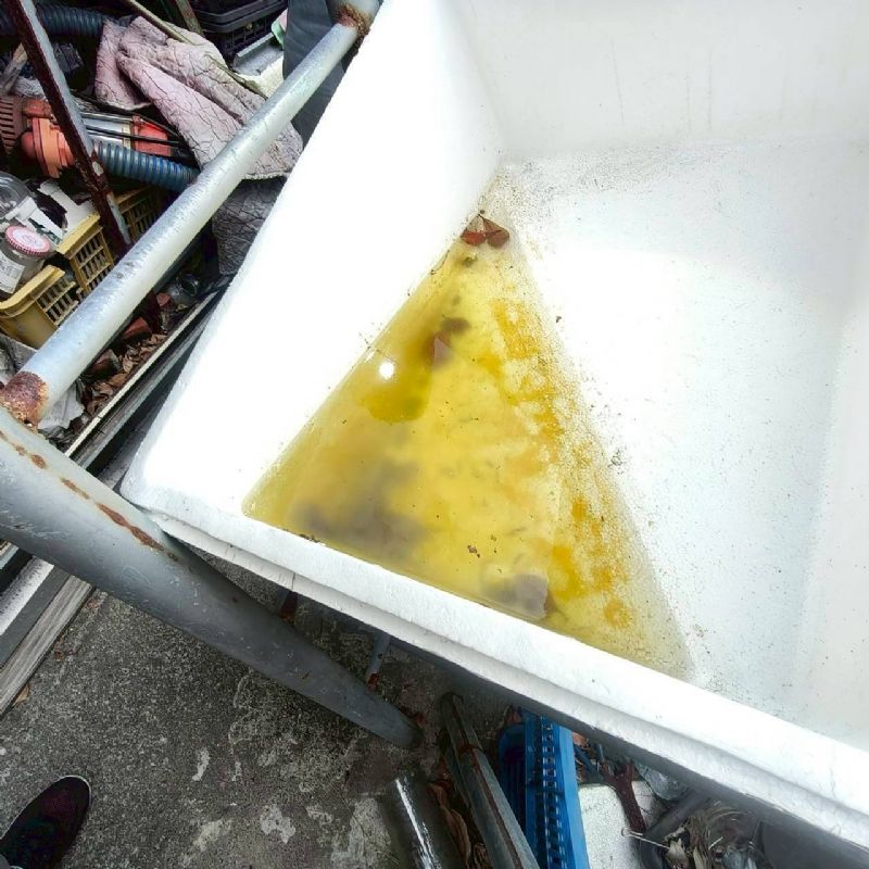 積水容器孳生病媒蚊幼蟲(孓孓)